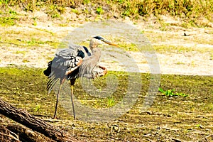 Great Blue Heron Venice Florida