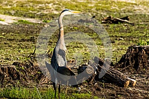 Great Blue Heron Venice Florida