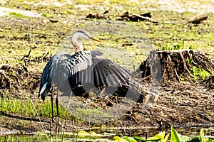 Great Blue Heron Venice Florida