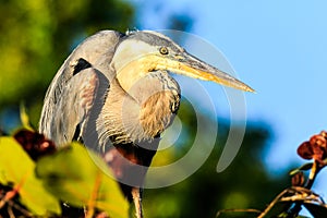 Great Blue Heron at Venice Rookery