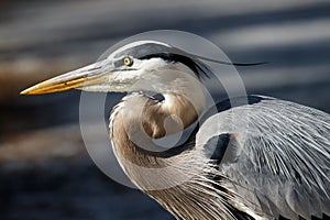 Great Blue Heron Venice Rookery