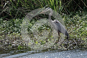 Great Blue Heron Wades Into Marsh Looking For Food