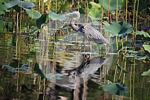 Great blue. Heron wades for a perfect meal to chow down as long as it is not too big