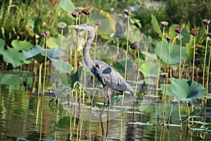 Great blue. Heron wades for a perfect meal to chow down as long as it is not too big