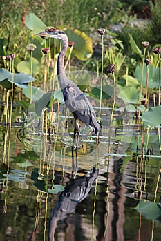 Great blue. Heron wades for a perfect meal to chow down as long as it is not too big