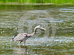 A Great Blue Heron Wades Through a Pond