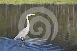 Great Blue Heron wades a pond in Yellowstone.