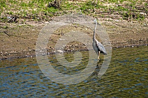 A great blue heron wades in the shallow water, looking for fish