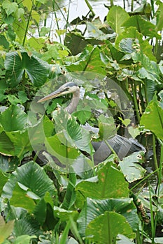 A  Great Blue Heron wades through some tall weeds,and then perches on a fallen log in the marsh while in search of food.