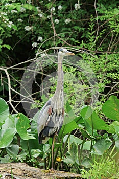 A  Great Blue Heron wades through some tall weeds,and then perches on a fallen log in the marsh while in search of food.