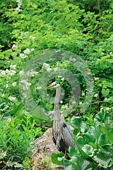 A  Great Blue Heron wades through some tall weeds,and then perches on a fallen log in the marsh while in search of food.