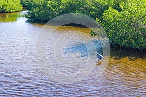 Great blue heron wades in water off of Florida