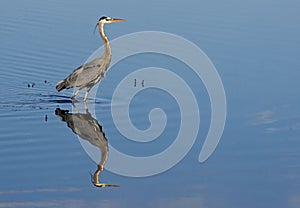 Great Blue Heron wades waters looking for food.