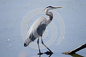 Great Blue Heron wading