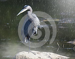 The Great Blue Heron is a wading bird in the heron family.