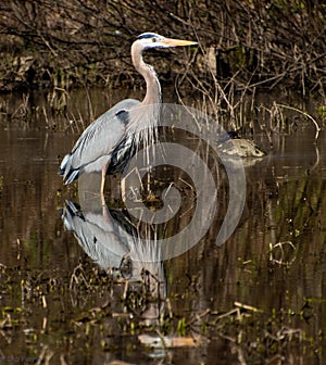 Great Blue Heron Wading in Chattahoochee River