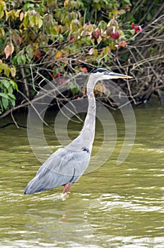 Great Blue Heron wading in the fall