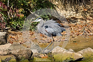 Great Blue Heron wading in the fall