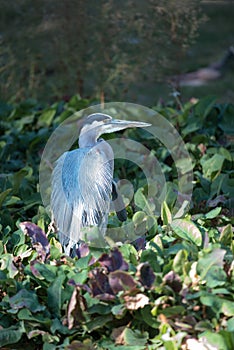 Great Blue heron wading and fishing on lake shoreline