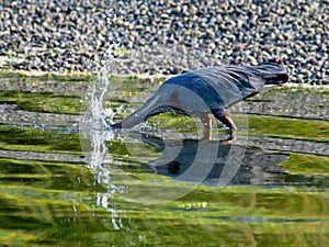 Great Blue Heron wading and hunting near the shore