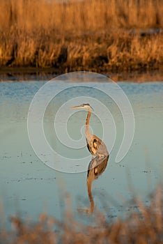 A Great Blue Heron Wading The Louisiana Marsh.