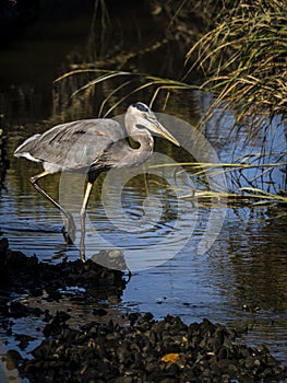 Great Blue Heron wading in marsh and on the hunt