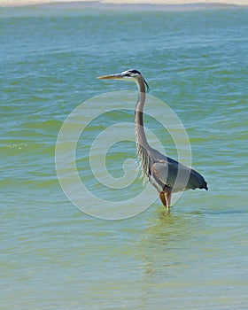 Great Blue Heron wading in the ocean