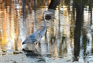 Great Blue Heron wading in the Okefenokee Swamp in the fall at sunset