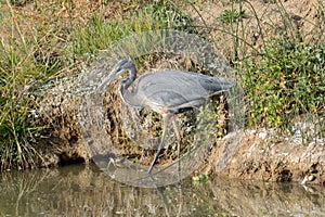 Great Blue Heron wading in river