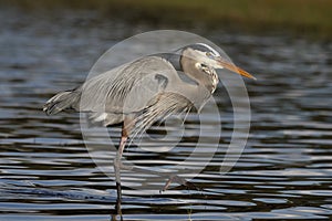 Great Blue Heron wading in a shallow Florida pond