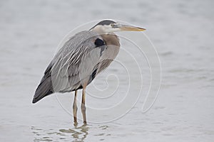 Great Blue Heron wading in a shallow lagoon - Pinellas County, F
