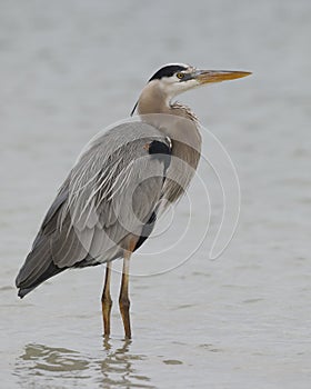 Great Blue Heron wading in a shallow lagoon - Pinellas County, F