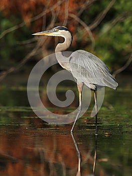 Great Blue Heron Wading in a Shallow River - Ontario, Canada