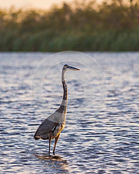 Great Blue Heron wading during sunset