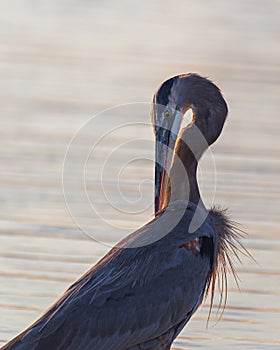 Great Blue Heron wading during sunset