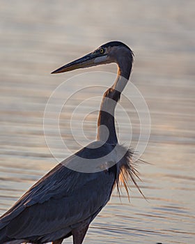 Great Blue Heron wading during sunset