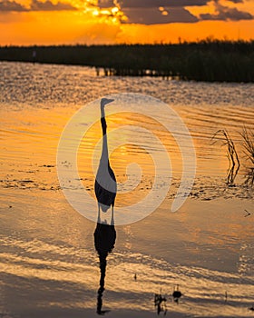 Great Blue Heron wading during sunset