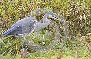 Great Blue Heron Walking With Captured Rodent