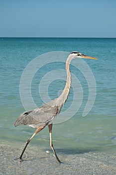 Great Blue Heron Walking on a Gulf Coast Beach