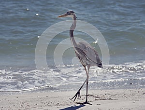 Great Blue Heron walking ina beach