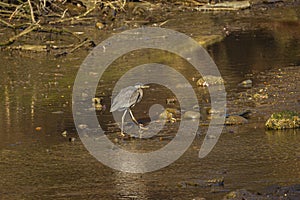 Great Blue Heron Walking through Shallow Stream photo