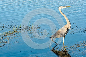 Great Blue Heron, walking in tropical lake
