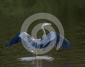 Great Blue Heron walking with wings open