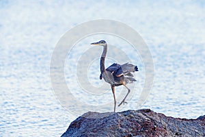 Great Blue Heron walks on a rock