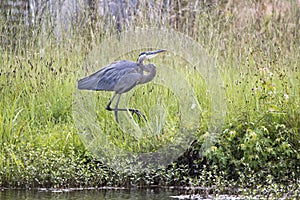 Great Blue Heron, Walton County, Georgia USA