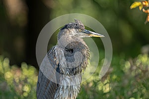 Great  blue heron is watching from a perch at sunset