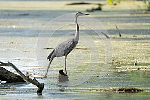 Great blue heron watching the wetlands at sunset