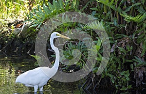 Great blue heron in the water is catching a frog