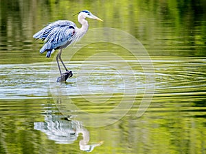 Great Blue Heron with water reflection.