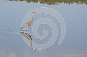 Great Blue Heron and water reflection.